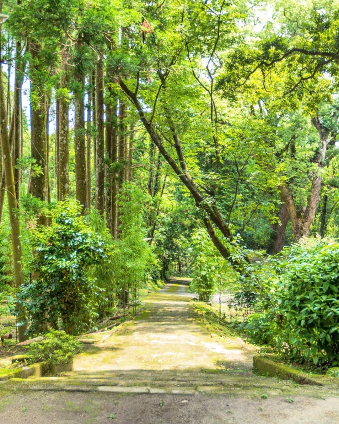 鹿児島よかもん再発見さんのインスタグラム写真 - (鹿児島よかもん再発見Instagram)「鹿児島市喜入町の南方神社へ(^-^)/ なんとなく思いついて訪ねたら、境内の紫陽花がしっかり咲いていて、タイミングというか、引き合わせというか、ありがたい気持ちになりました✨  クスノキの大木が並び、緑に包まれた山の中の神社⛩️ 心落ち着きますね。。 ※蚊が多かったので虫除け必須(笑)  #鹿児島 #鹿児島観光 #鹿児島の風景 #鹿児島の神社 #南方神社 #喜入 #喜入南方神社 #カメラブ #森林 #nature」6月17日 18時26分 - kagoshimayokamon