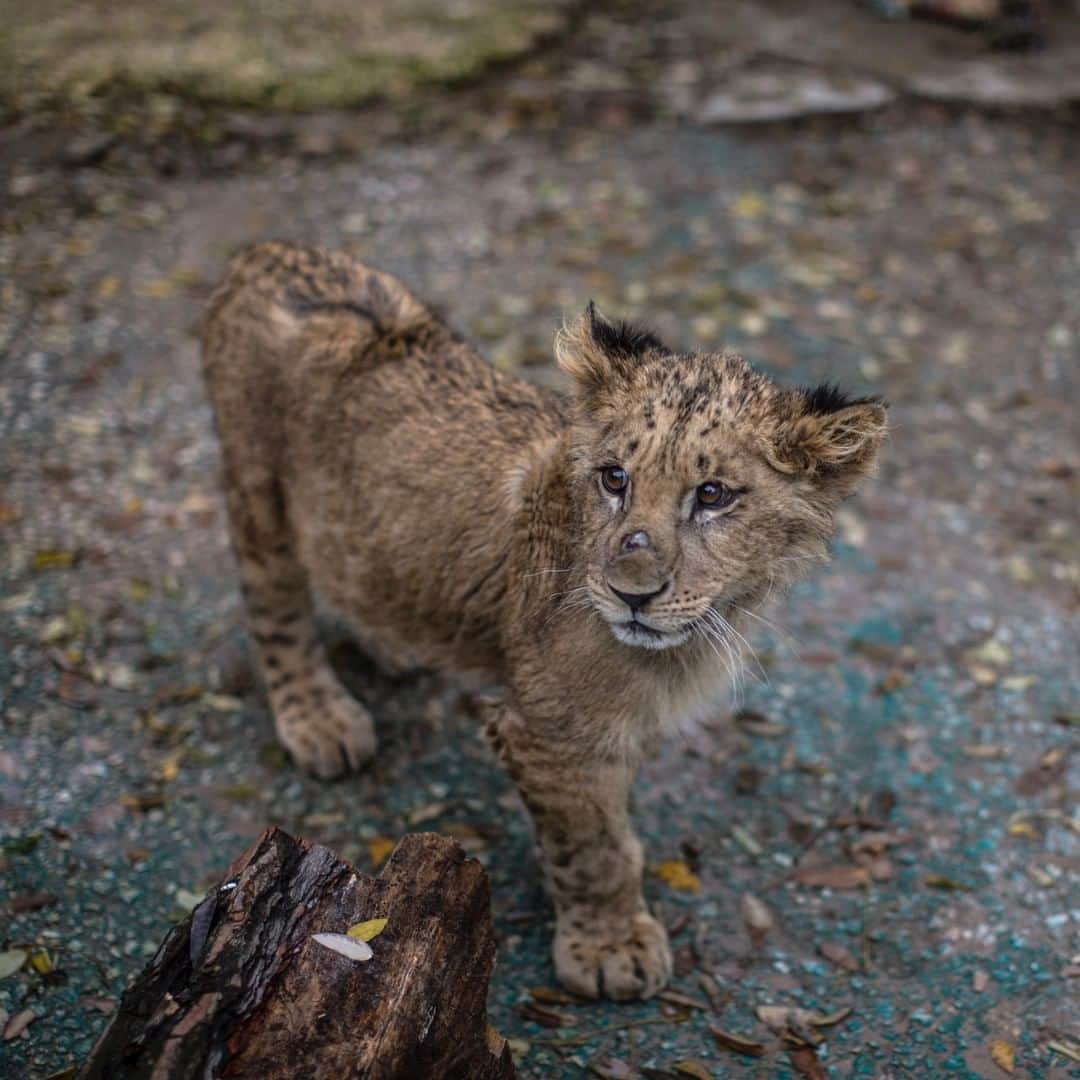 National Geographic Travelさんのインスタグラム写真 - (National Geographic TravelInstagram)「Photo by Muhammed Muheisen @mmuheisen | This is Pablito, a four-month-old African lion cub rescued from a small cage in a zoo last November. Pablito is currently sheltered at the New Hope Center in Amman, Jordan. The center, established in 2010 by the Princess Alia Foundation, provides emergency medial treatment, rehabilitation, and re-homing for animals. For more photos and videos from different parts of the world, follow me @mmuheisen and @mmuheisenpublic #Jordan #amman」6月17日 19時00分 - natgeotravel