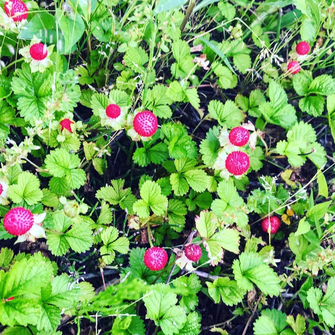 氷浦紫さんのインスタグラム写真 - (氷浦紫Instagram)「紫陽花が綺麗な季節……大雨さえ降らなければ…… 実家の裏庭のへびいちご。 めっちゃいっぱいあった。 へびいちごって、ヘビは食べるのかな？ #紫陽花#アジサイ#purple#梅雨#JAPAN#へびいちご#ヘビいちご」6月17日 19時14分 - yukalihiula