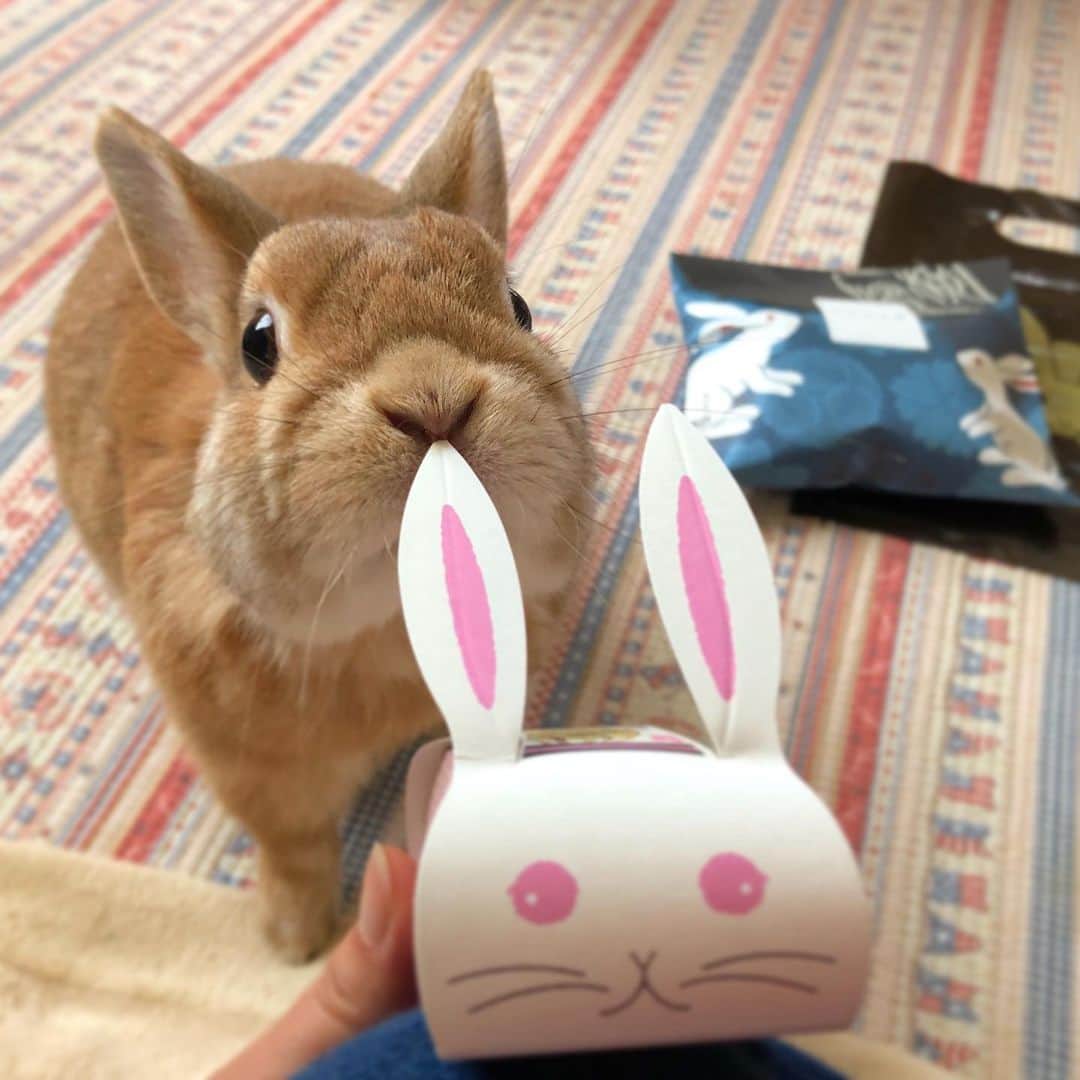 ラン?さんのインスタグラム写真 - (ラン?Instagram)「これボクのでしょ！？ ミエルくんママさん(@miel_0033 )からもらったお菓子♡ かわいいね🐰💕💕 気に入ったみたいで、しつこいくらい( *´∀`))´ω｀)ｽﾘｽﾘしてる♡(笑) でも、ランは食べれないからね😂 ☆ #濱うさぎ #うさぎ #ネザーランドドワーフ #rabbit #bunny #bunnystagram  #rabbitstagram  #cute  #かわいい #ふわもこ部  #もふもふ  #zip写真部  #アニマル写真部 #instagramjapan #netherlanddwarf #うさぎと暮らす  #うさぎのいる暮らし #癒し #kawaii #ランちゃん  2019.06.17」6月17日 19時09分 - mofumofuusako