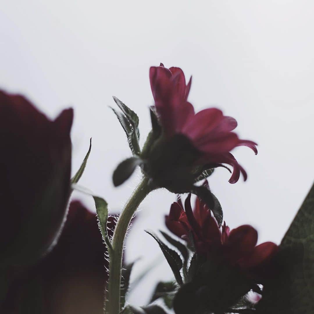 のインスタグラム：「Five months passed since my dear mother passed away.﻿ ﻿ ﻿ ﻿ 正しくは昨日だったのだけれど。﻿ ﻿ あなたから「そろそろ美容院に行きたいんだけど、来週の週末はどう？」って毎月おきまりのメッセージが届かなくなってから、私も美容院に行くトリートメントに行く頻度が減ってしまったなあ。珍しく毛先がパサパサです。それと同時に、伊勢丹に行く頻度減ってしまったのでどうしてくれよう。﻿買い物仲間がいなくなってしまって寂しいんだわ。、 ﻿ この半年で色々と新しいこともはじめたし、仕事も色々やってきたけど、これまでみたいにこっそりどこかでチェックして、まわりの人たちに自慢してくれてるのかな。﻿ ﻿ 多くの言葉を伴わずとも私のことを無条件に受け入れて理解して認めてくれていたあなたの姿がこの世から消えてしまって、どうすれば良いのかわからなくなる夜はいまだにたくさんあるけれど。あなたの娘はなんとか、今日も、楽しく、精一杯、生きています。﻿」