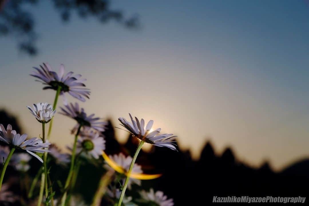 花の写真館のインスタグラム：「Photo by Kazuhiko Miyazoe Photography.⠀ https://www.facebook.com/Kazuhiko.Miyazoe.Photography⠀ .⠀ Original Post[投稿頂いたURL]⠀ https://www.facebook.com/Kazuhiko.Miyazoe.Photography/photos/p.3337917279567532/3337917279567532/?type=3&theater⠀ .⠀ 本アカウントは、 #私の花の写真 をつけてInstagramに投稿された皆さまの花の写真や、「花の写真館」Facebookページで投稿された花の写真を紹介します。⠀ 「花の写真館」Facebookページは、「 @floral.photograph 」のプロフィールにあるURLからご覧ください。⠀ .⠀ #花の写真館 #floralphotograph #floralphoto #flower #flowers #富士フイルム #FUJIFILM⠀ Follow: @floral.photograph」