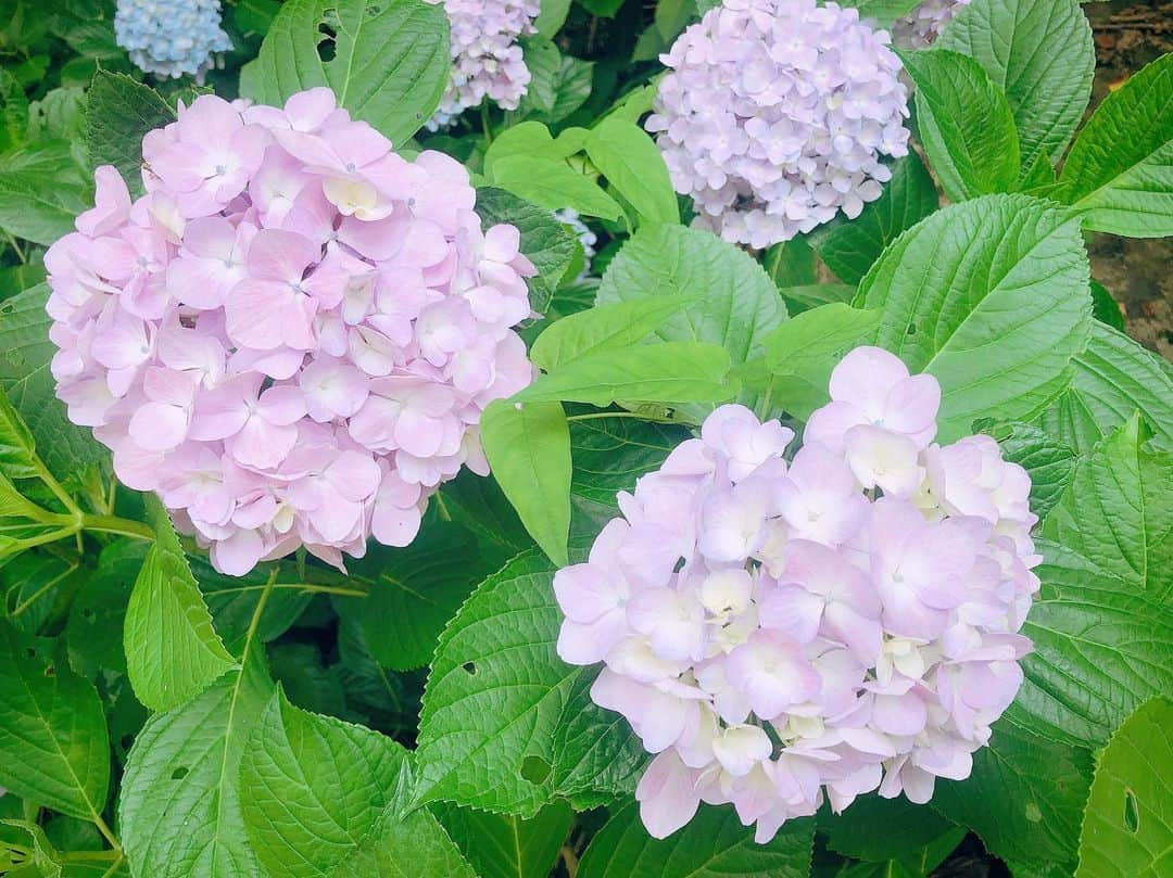 四島早紀さんのインスタグラム写真 - (四島早紀Instagram)「💠見帰りの滝⛲️紫陽花💠 . . 佐賀にある 見帰りの滝の紫陽花 見に行ってきたよ◡̈*💜 . 歩く時も左右に大きな紫陽花が沢山で 見帰りの滝のマイナスイオン浴びてきた〜⛲️💙 . . #紫陽花 #佐賀 #見帰りの滝 #家族旅行 #長崎旅行 #九州旅行 #💠 #アジサイ #followme #いいね #旅行 #マイナスイオン」6月17日 19時30分 - saki_shishima