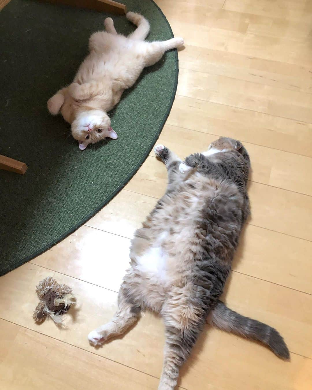 ami____5さんのインスタグラム写真 - (ami____5Instagram)「* 最近のココモフです💁🏼🐈🐈 * * #猫#ねこ#もふもふ#スコティッシュ#スコティッシュフォールド#三毛#三毛猫#ブリティッシュショートヘア#クリームタビー#まん丸ねこ部  #scottishfold #britishshorthair #cat #cats #catstagram #kitten #kitty #kittens #petstagram #catoftheday #catsofinstagram #ilovemycat #instagramcats #lovecats #lovekittens #adorable #catlover」6月17日 19時23分 - ami____5