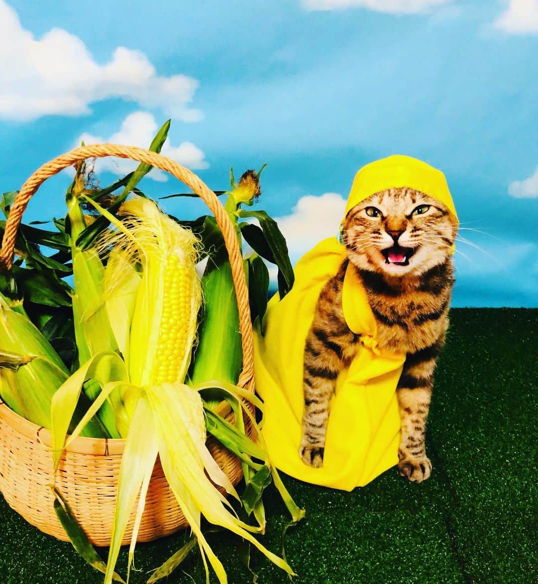 マロさんのインスタグラム写真 - (マロInstagram)「We love corn🌽  SWIPE⏩ ☆ いつもコメントありがとうございます😸🙏💕 返信出来なくてすみません🙇‍♀️ 全て拝見しています🐾 ☆ Thank you for your kind comments😸🙏💕 I'm sorry that I couldn't reply. ☆ #cat#cats#catsofinstagram#😻 #catsofworld#corn#猫との暮らし  #にゃんすたぐらむ#ねこ#猫#ネコ #ねこ部#ふわもこ部#みんねこ #トウモロコシ#オーバーオール」6月17日 19時51分 - rinne172