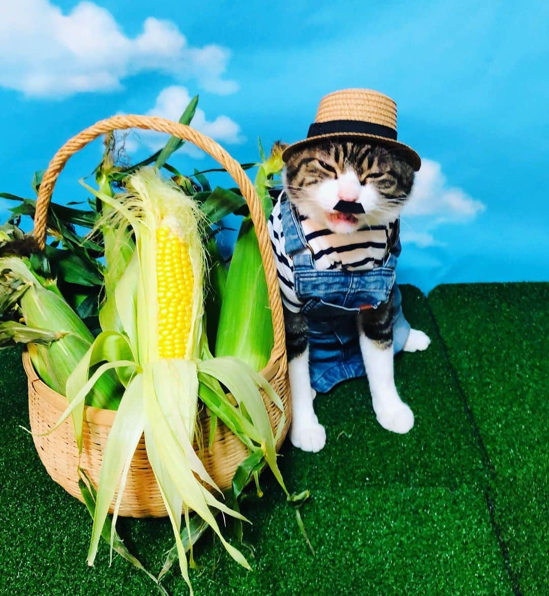 マロさんのインスタグラム写真 - (マロInstagram)「We love corn🌽  SWIPE⏩ ☆ いつもコメントありがとうございます😸🙏💕 返信出来なくてすみません🙇‍♀️ 全て拝見しています🐾 ☆ Thank you for your kind comments😸🙏💕 I'm sorry that I couldn't reply. ☆ #cat#cats#catsofinstagram#😻 #catsofworld#corn#猫との暮らし  #にゃんすたぐらむ#ねこ#猫#ネコ #ねこ部#ふわもこ部#みんねこ #トウモロコシ#オーバーオール」6月17日 19時51分 - rinne172