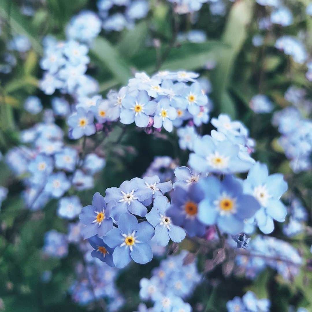 pomeloさんのインスタグラム写真 - (pomeloInstagram)「Pomelo Cover | No act of kindness, no matter how small, is ever wasted. @___lucent___ is especially good at shooting small objects, such as flowers and kittens. She expresses her love for life in her photos. May the world treat you gently. Swipe left to see more.  #pomelocamera #pomeloapp #photographer #life #photography #flowers #nature #monday #plant #floral #pomelocam #flower」6月17日 19時52分 - pomelocam