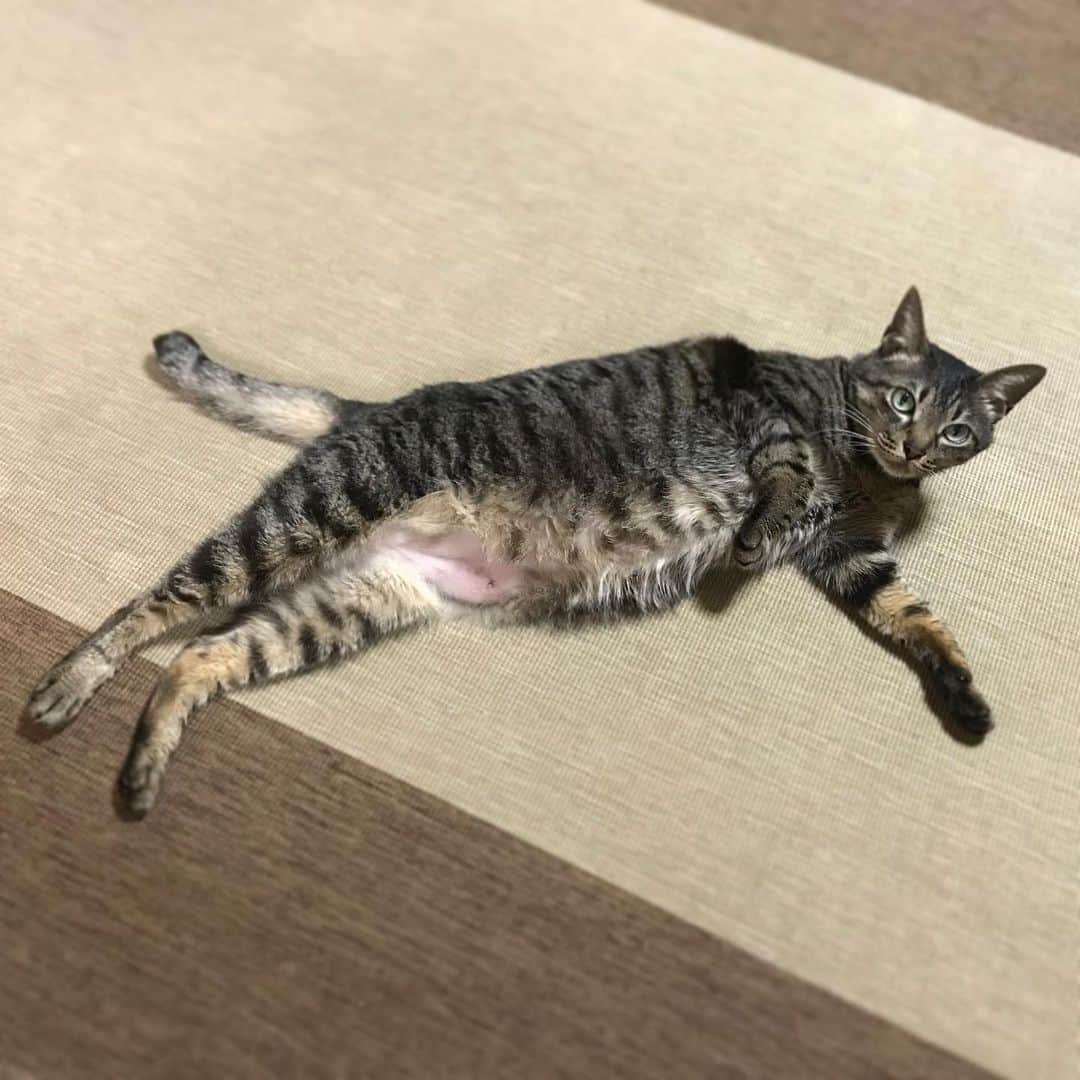 小嶋晶子のインスタグラム：「Aren’t you forgetting something?🐈🐾 #cat #cats #browntabby #catsofinstagram #catstagram #neko #nekostagram #ねこ #ねこ部 #ねこすたぐらむ #きじとら #きじとらねこ #きじとら女子 #きじとら部 #ネコ #ネコ部  #キジトラ #キジトラネコ #キジトラ部 #かぎしっぽ #かぎしっぽ猫部 #カギしっぽ #カギしっぽ猫 #お腹ハゲてる」