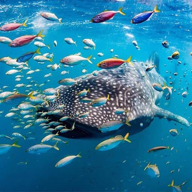 Australiaさんのインスタグラム写真 - (AustraliaInstagram)「“Swim along, guys. Giant coming through!” 🐠 @chrisjansenimages and @liveningaloo captured this incredible scene of a #whaleshark swimming amongst the colourful fish in @westernaustralia’s #NingalooReef. Swimming with these gentle giants is a must-do when in @australiascoralcoast, as they journey to @visitningaloo to feed on plankton in the area between March and August every year. And, yes, this is how close you can get to them! 🤯 TIP: Stay at @luxurylodgesofaustralia’s @salsalisningaloo and get transfers to and from the boat launch site, and come back to a luxury beachfront eco-tent to make this trip even more memorable.  #seeaustralia #justanotherdayinwa #coralcoast #wildlife #underwaterphotography」6月17日 20時00分 - australia