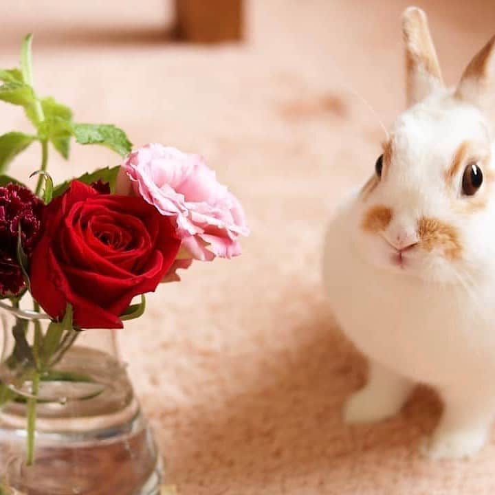 Bloomee LIFEさんのインスタグラム写真 - (Bloomee LIFEInstagram)「・ ふわふわ、もこもこのうさぎさんと お花を一緒に楽しむ生活🌼🌸 ・ 自分のお家ではうさぎさんは飼えなくて… という方にも笑顔をお裾わけできて いたら嬉しいです🤗  Special Thanks Photo by⠀⠀ @mugicha_tenten @pop.saku.ou.37 ・⠀ --- #まいにちローズ 🌹---⠀ タイムラインにバラを咲かせて、まいにち当たるミニブーケをもらおう！⠀ ・⠀ 知っていますか？6月2日はローズの日💓⠀ ローズの日は、自然の恵みに感謝を示す、海外のバラ祭りが元になった記念日です。⠀ 日本でも、バラが美しく咲くこの季節。⠀ たくさんの人にお花の素晴らしさを伝えたい。⠀ ・⠀ バラの画像を投稿して、Instagramのタイムラインに咲かせることで、⠀ お花の魅力を一緒に広めてみませんか？⠀ ・⠀ 詳しくは下記 or プロフィールトップのハイライトをチェック👌⠀ ↓↓↓⠀ ■プレゼント：#まいにちローズ で投稿した人の中から抽選で【まいにち1人にバラのミニブーケ】が当たる✨⠀ ■参加方法：⠀ ①@bloomeelife をフォロー⠀ ②欲しい色のバラ画像を用意(キャンペーン公式ページで誰でも使えるオフィシャル画像を配布中)⠀ ③#まいにちローズ #bloomeelife を付けて投稿 ・⠀ 当選者の方にはbloomee LIFE 公式アカウントよりDMにてご連絡させていただきます💌⠀ ・⠀ #bloomeelife#ブルーミーライフ#花のある生活#花好きな人と繋がりたい#おうち時間#花部#花写真#花が好き#花を飾る#暮らしを楽しむ#日々の暮らし#丁寧な暮らし#日々#お花のある暮らし#ナチュラル#素敵な休日#暮らしを整える#くらしのきほん#日々の暮らしを楽しむ#丁寧に暮らす#ローズ#ローズガーデン#バラ#ふわもこ部#シンプルインテリア#シンプルな暮らし#ホワイトインテリア#うさぎ部#うさぎ」6月17日 20時01分 - bloomee