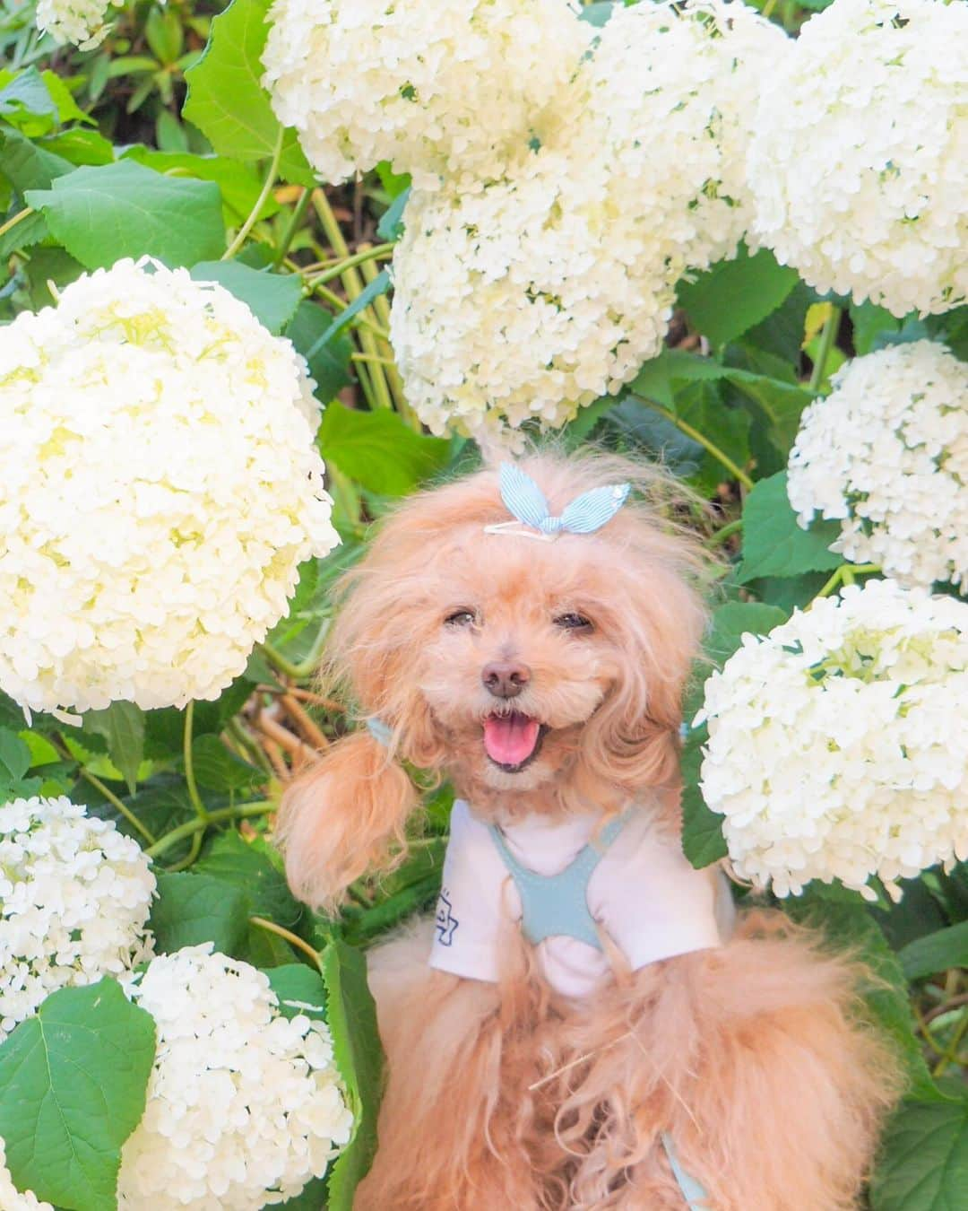 Toypoodle Mikuru?Asakusa Tokyoさんのインスタグラム写真 - (Toypoodle Mikuru?Asakusa TokyoInstagram)「20190617 Monday. Goodnight 👋🏻 アナベルとみくるん😄 . この春は、お花✖️みくる が少なかったなぁ😞 . #アナベル #前足の毛乱れすぎ #お目々がショボ」6月17日 20時32分 - purapura299