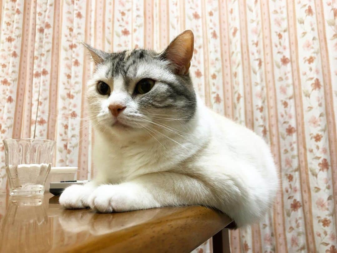 ホタテ＆クラム＆シラスさんのインスタグラム写真 - (ホタテ＆クラム＆シラスInstagram)「‪毎日ぱくばくぱくぱく沢山食べてよく育ったので、今この子は「しらすデラックス」と呼ばれています（笑）‬ #cat #neko #ScottishFold #猫 #ねこ #スコティッシュフォールド #catstagram #instagram #instagramjapan #ig_japan #igersjp」6月17日 20時24分 - msy1515