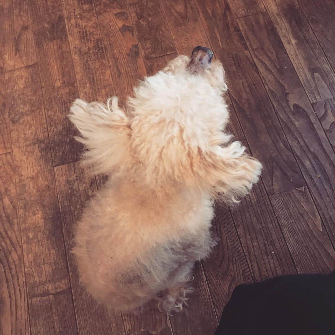 日暮愛葉さんのインスタグラム写真 - (日暮愛葉Instagram)「チョコは抱っこして欲しい時そそくさと背中を向けてくる。だっこ！だっこ！ と。 #choco #実家の愛犬チョコ  #toypoodle #トイプー」6月17日 20時36分 - aiha_higurashi