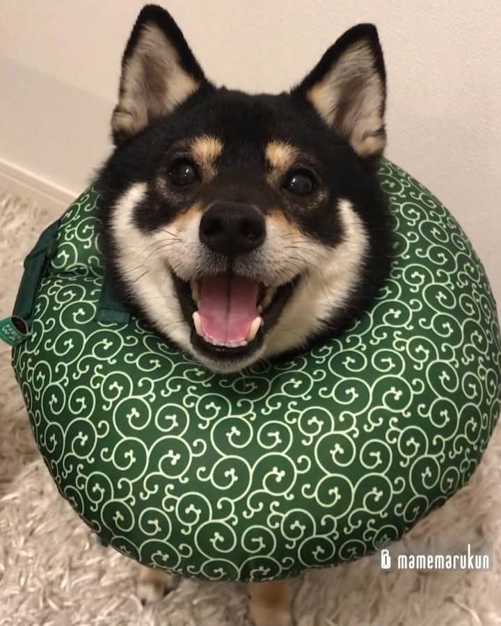 まめ丸のインスタグラム：「* * 【⚠️音が出ます⚠️】 今日は2かいできたよ🐶💓 #まめ丸おへんじ シリーズ * more snack please🐶💓 * #今日はすくなめ #がんばったからおやつもらったよ #カイカイのためエリカラ中 * ぼくのエリカラは #楽天roomに載せてます #柴犬#豆柴#柴#黒柴#犬#shiba#shibainu#shibastagram#shibadog#puppy#instadog#dogstagram#dog#mameshiba#instashiba#petstagram#pet#buzzfeedanimals#cute#cutedog#강아지#멍스타그램#roomインフルエンサー」