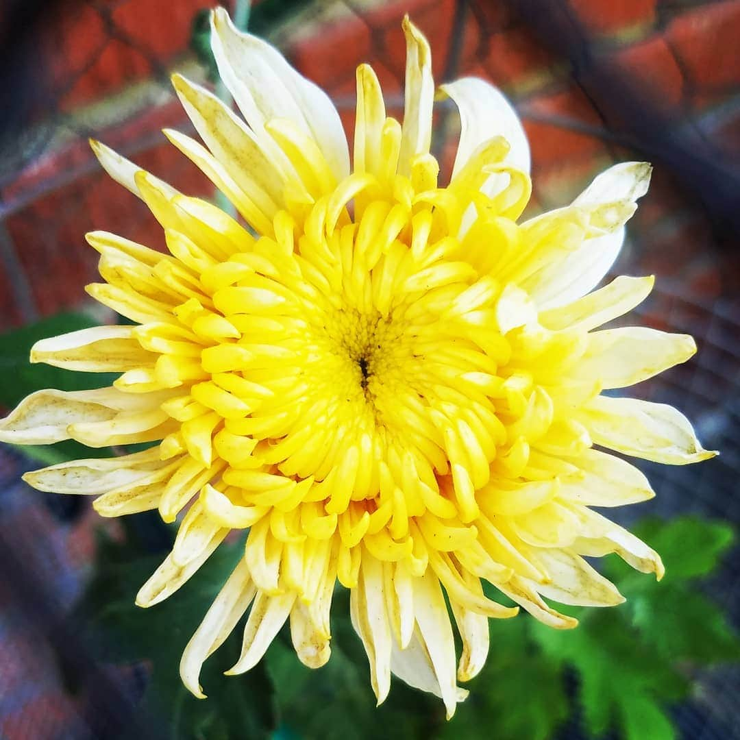 ガソリングラマーさんのインスタグラム写真 - (ガソリングラマーInstagram)「FIRST MUM BLOOM OF 2019 🌸🌼🌻 #GASOLINEGARDEN #ILOVEGARDENS #GARDENSRULE #GARDENCHURCH #GARDENPARTY #GARDENMAGIC #AVANTGARDEN #GARDENS #GARDENGANGSTER #garden #gardenlife #GARDENER #gardentime #GARDENING #VEGETABLEGARDEN #FLOWERS #FLOWERPOWER #plants #CACTUS #SUCCULENTS  #AYEARINFLOWERS  #MUMS #shadowhills  @gasolineglamour  #GASOLINEGLAMOUR  #THANKYOU @kingsmums  #kingsmums」7月17日 0時12分 - gasolineglamour