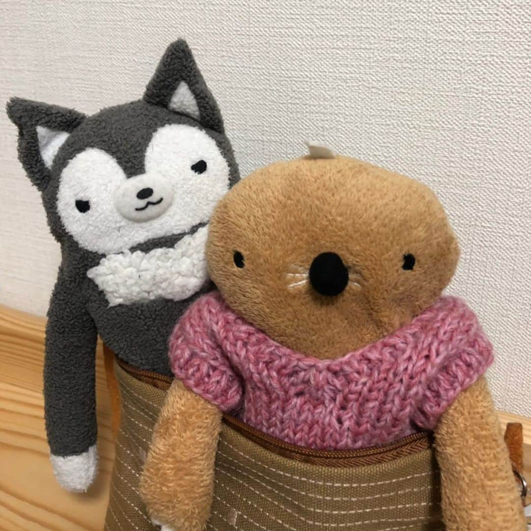 江口ともみさんのインスタグラム写真 - (江口ともみInstagram)「おかちゃん、もっくん報告✨  北海道は東京より寒いから、もっくん夜はチビルフくんのニットを借りているそうです😅  お友達のお家にはオモチャが沢山あるらしく、楽しくてしょうがない2人✨😁でも初日は夜更かしをルフくんに注意されて寝たそうです  北海道らしいラベンダーとの写真も  お船で釣りをするおかちゃん😊 大海原かと思いきや。。。 クジラさん🐳の上だったらしい😂  北海道限定の飲み物に興味津々‼️ 美味しかったかな？！ ご飯の前にはオヤツだめよ、と言われたのに、おかちゃんはお菓子の入れ物に入っちゃったり。。。 お恥ずかしい😅  でも、初めて親元離れての暮らしは楽しくてハメ外しちゃうのかもしれませんね😅  ちなみにとおさんがいないうちに2人が旅立ったので、とおさんはいない事に寂しいねぇと言ってます💦  #fumofumosan #フモフモさん  #おかちゃん#もっくん #北海道#hokkaido  #冒険旅#コアップ  #お菓子」7月17日 0時24分 - tomomin.eguchi