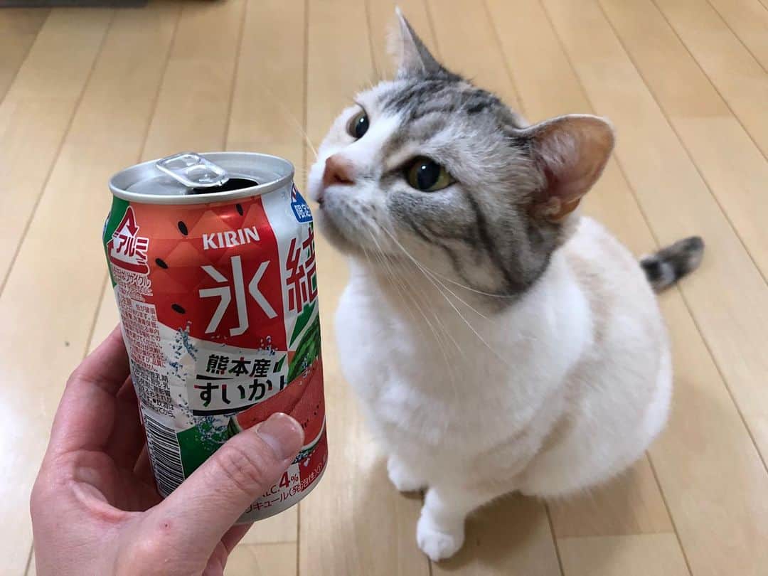 Natsukiのインスタグラム：「氷結しらす  スイカサワーが今年はいろんなメーカーで。ほろよいは私的にイマイチだったけど、氷結はまぁまぁスイカ笑 あともう1つどこかのメーカーのスイカが買ってあるので、今日はそれ飲もっ  #cat  #scottishfold  #猫のいる暮らし」