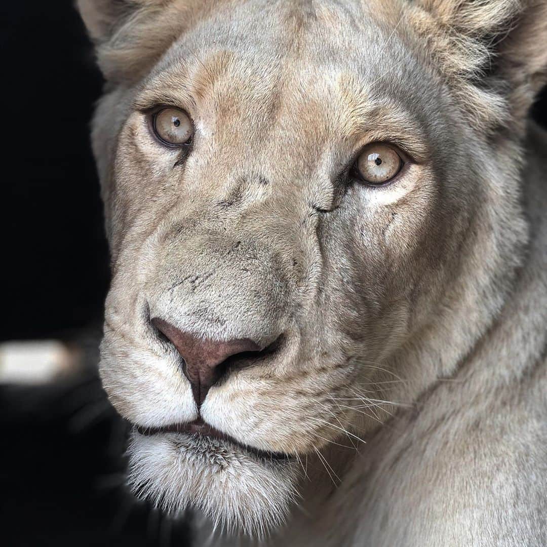 Kevin Richardson LionWhisperer さんのインスタグラム写真 - (Kevin Richardson LionWhisperer Instagram)「Whenever I feel disheartened/upset/irritated/hopeless by a situation or news, such as the information I received yesterday, (see yesterday’s post) all I need is to see a face like this to have all hope/faith restored and why I will continue to fight the fight in my unconventional way, keeping the conversation alive and spreading awareness about the plight of the lion, both in captivity and the wild but especially those in captivity that live in horrid conditions. Between 10k and 12k lions live in captivity in South Africa!  #onwardsandupwards #neige #skininthegame #lions #lionsofinstagram #worthfightingfor #reconnectwithnature #preservinghabitat #protectinglions #savelions #savehabitat」7月17日 0時53分 - lionwhisperersa