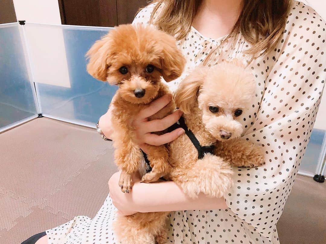 姫野れみのインスタグラム：「コルク×ヴィヴィ🐩💕 航也くんのわんぱくコルク(４ヶ月)に 永遠追いかけまわされてたヴィヴィ(２歳)😂 たくさん遊んで２匹ともクタクタで お昼寝してました可愛かったなぁ❤︎ ・ #愛犬 #ヴィヴィ #タイニープードル #タイニー #トイプードル #トイプー #ヨープー #ヨークシャーテリア #dog #tiny #tinypoodle #poodle #toypoodle #dogstagram #mydog #instadog #lovemydog #lovedog」