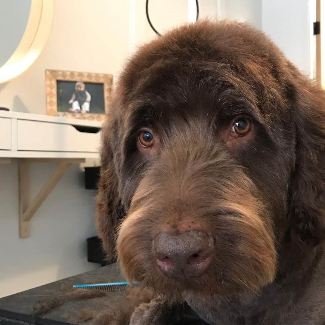Dogs by Ginaのインスタグラム：「Hi friends!  This is Jasper and he is in search of his new forever home.  He’s an 8 yo Shepard/standard poodle mix. Crate trained. Great with kids and cats. Voice command and leash trained. Never had had an in house accident.  Down sides... he does need to take joint supplements to keep his hips moving easy and does better on a limited ingredient diet.  If you are seriously interested in taking over ownership of this great companion please dm me directly 🐾❤️」