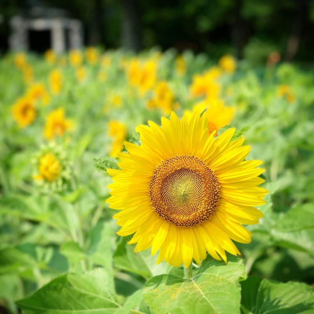 のインスタグラム：「夏やね。 #福岡市 #大濠公園 #高島宗一郎 #福岡市長 #ひまわり #夏」