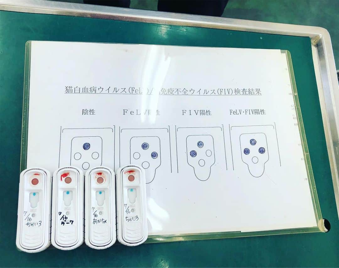 nozomiorideさんのインスタグラム写真 - (nozomiorideInstagram)「4にゃんずと病院へ🏥 4にゃんずの募集をかけていなかった理由はLiveを見てくださった方はお伝えしたと思いますが 最初のウィルス検査でFIVの陽性反応がうっすらでていたので 1ヶ月後の再検査ではっきり結果がわかってからの募集にしようと決めていたからなんです😀 (結果がどちらでも変わらず募集するつもりでいましたが) 本日の再検査の結果は ✨✨全員陰性でした✨✨ (母猫の移行抗体により陽性反応がでた) 遅ればせながら 4にゃんずの募集を開始したいと思います😁  ウィルス検査 ：陰性 生後約3ヶ月 ちゃしろ ♂ 1.55kg あかちゃ ♀1.2kg ちゃいろ ♀ 1.3kg ダーク ♀1.45kg  気になる子がいれば、DMにてご連絡くださいませ😌 よろしくお願いいたします🍀 ご質問などありましてもどうぞ🎶 ＊ ＊ ＊ #里親募集_愛知  #里親募集中  #里親募集猫  #里親募集 ＊ ＊ ＊ #にゃんこ #ねこら部 #猫好き #猫好きな人と繋がりたい #ふわもこ部 #みんねこ #にゃんすたぐらむ #ねこすたぐらむ #にゃんすたぐらむ #にゃんだふるらいふ #ペコねこ部 #ピクネコ #みんねこ #東海ねこ部 #保護ねこ #保護猫 #愛知県  #愛知#地域猫#キジトラ#きじとら#ちゃしろ #子猫 #plesantcats#pecotv#gato_cats #pleasantcats #ねこのきもち」7月16日 16時16分 - nozomioride