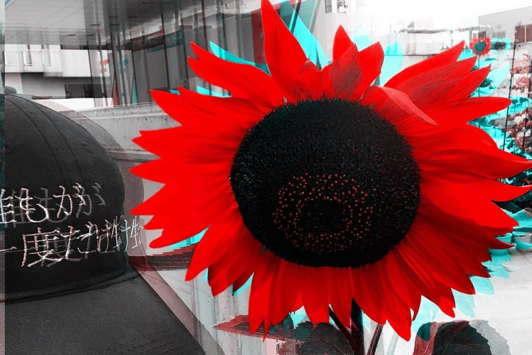 あやつるぽんさんのインスタグラム写真 - (あやつるぽんInstagram)「.. . . 19時 #YouTube 更新 . . #youtuber #毎日更新 #Flower #summer」7月16日 16時26分 - ayatsurupon