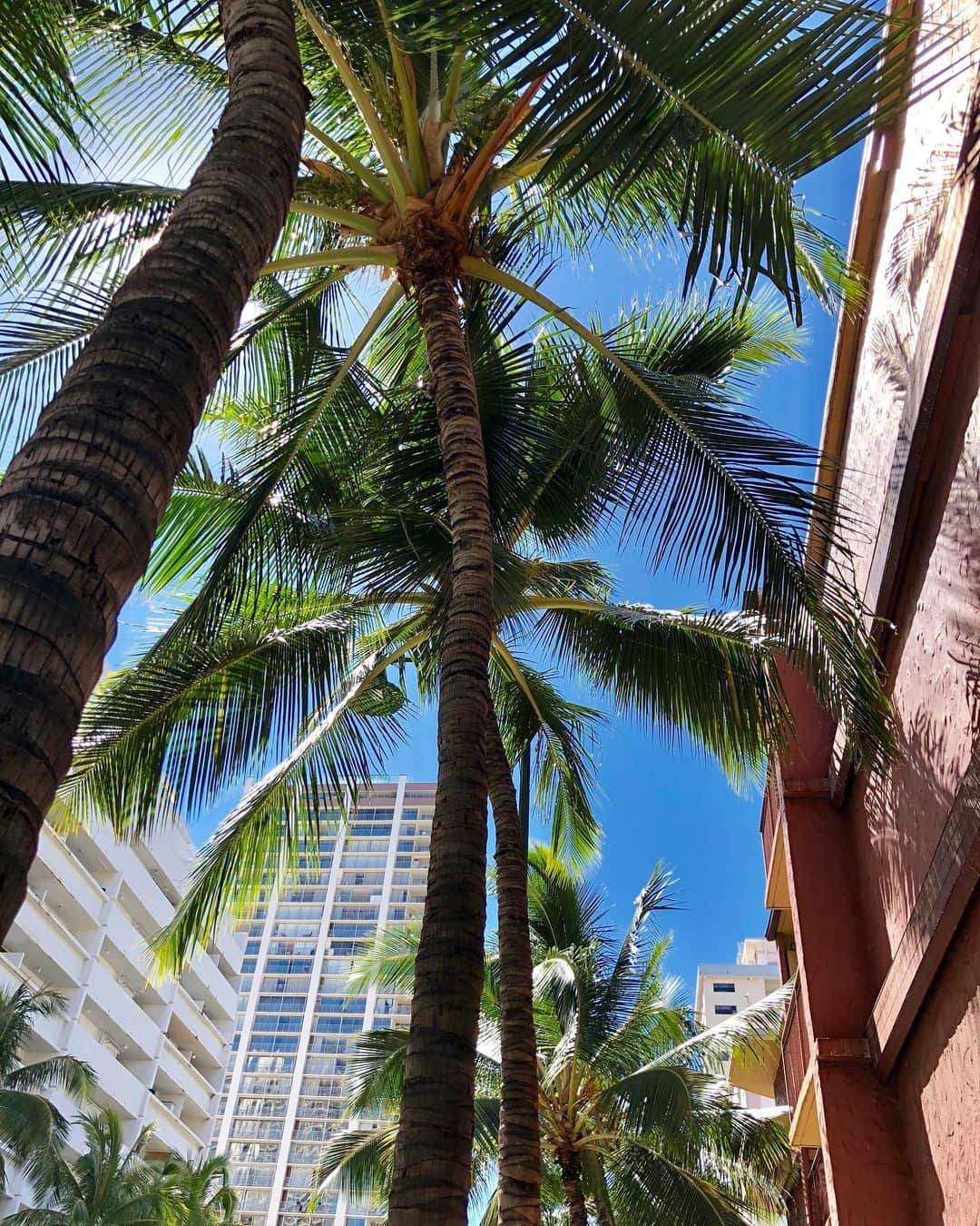 Lilly and Emmaさんのインスタグラム写真 - (Lilly and EmmaInstagram)「. . sunny days☀️ . #lillyandemma #hawaii #feelaloha #vsco #vso #vscocam #luckywelivehi #luckyliveinhawaii #instagood #photooftheday #love #happy #palmtree #waikiki #aloha #ハワイ #バケーション #ハワイ好き #ハワイ好きな人と繋がりたい」7月16日 16時32分 - lilly_emma_hawaii