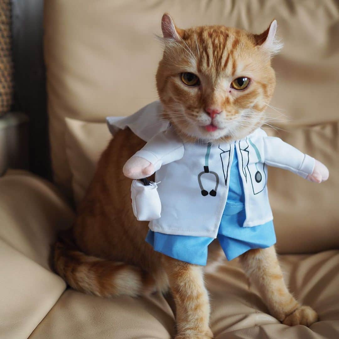 shigureさんのインスタグラム写真 - (shigureInstagram)「. #ネコも病院  僕の行く病院 の先生はなかなかカッコイイにゃよ😍 猫みたいな先生で、人にはクール🍧 猫のことになるとむちゃくちゃ優しい😹猫専門病院 基本猫の負担にならない診療をしてくれるにゃ💕 みんなも気になることあれば病院行こうにゃ🏥 . #ビューティープロコンテスト  #みんにゃに元気を届け隊  #IGersjp #ねこ部 #関西ねこ部 #ふわもこ部#mofmo#peco#pecon #サンデイ#sippo#朝ワンコ夕ニャンコ #みんねこ#ペコねこ部 #茶トラ男子部#アメリカンカール #三毛猫ガール#三毛猫#rakutenpet#cats_of_Instagram#無敵の親バカ同盟」7月16日 16時41分 - shigureamanehaha