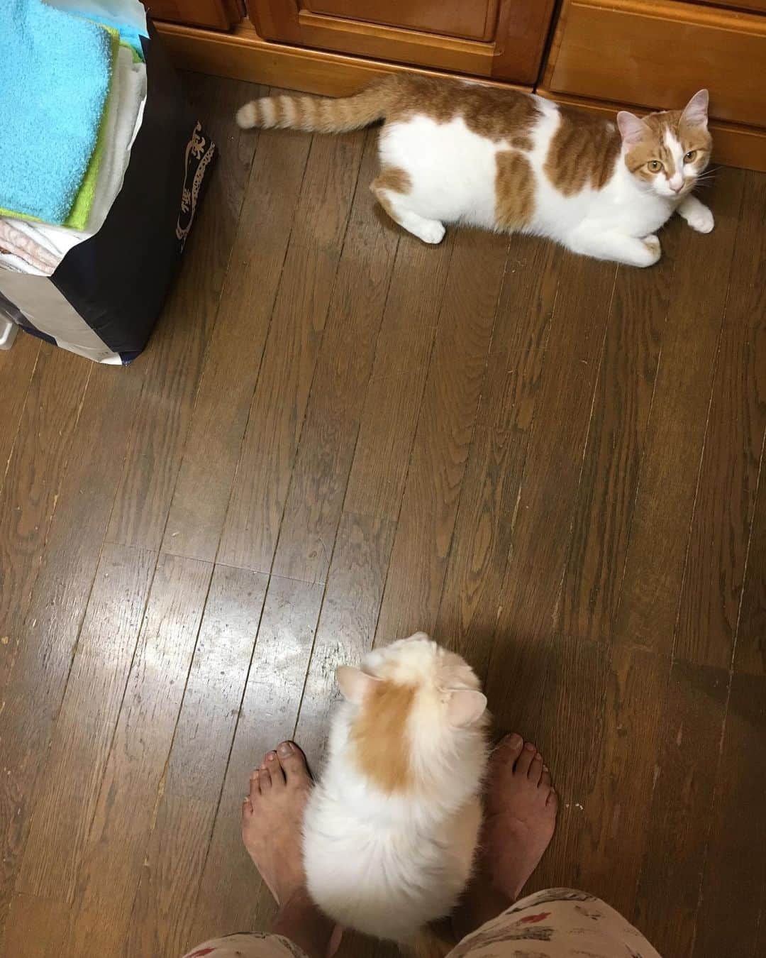 Kachimo Yoshimatsuさんのインスタグラム写真 - (Kachimo YoshimatsuInstagram)「おかきはすぐ足の間に入りたがる。 #uchinonekora #okaki #oinari #neko #cat #catstagram #kachimo #猫 #ねこ #うちの猫ら http://kachimo.exblog.jp」7月16日 16時50分 - kachimo