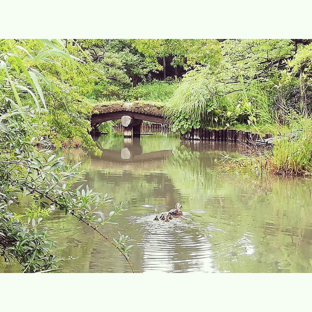 墨田区さんのインスタグラム写真 - (墨田区Instagram)「梅雨明けが待ち遠しいカモ🦆  #向島百花園 で６羽のカルガモの赤ちゃんがお目見え！  #カルガモ　#カルガモ親子　#動物　#赤ちゃん　#可愛い #墨田区　 #すみだ　#sumida　#tokyo　#東京　#follow　#いいね」7月16日 16時56分 - sumida_official