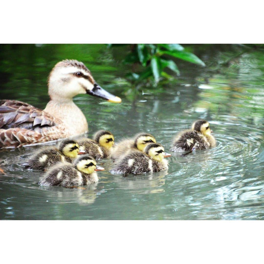 墨田区さんのインスタグラム写真 - (墨田区Instagram)「梅雨明けが待ち遠しいカモ🦆  #向島百花園 で６羽のカルガモの赤ちゃんがお目見え！  #カルガモ　#カルガモ親子　#動物　#赤ちゃん　#可愛い #墨田区　 #すみだ　#sumida　#tokyo　#東京　#follow　#いいね」7月16日 16時56分 - sumida_official