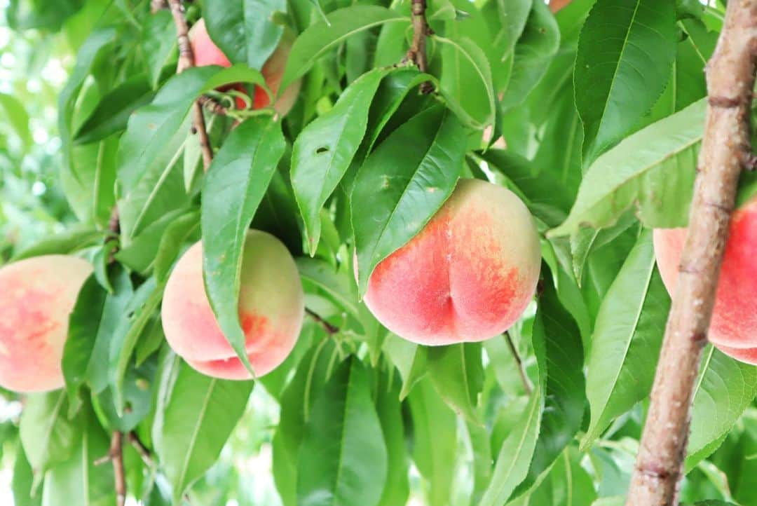 Rediscover Fukushimaさんのインスタグラム写真 - (Rediscover FukushimaInstagram)「I had a fun trip to Marusei Orchard this morning to pick my first peaches of the season! One of the owners told us all about the fruit they’re growing at the moment. The grapes won’t be ready until September or October, but they looked delicious 👀」7月16日 17時26分 - rediscoverfukushima