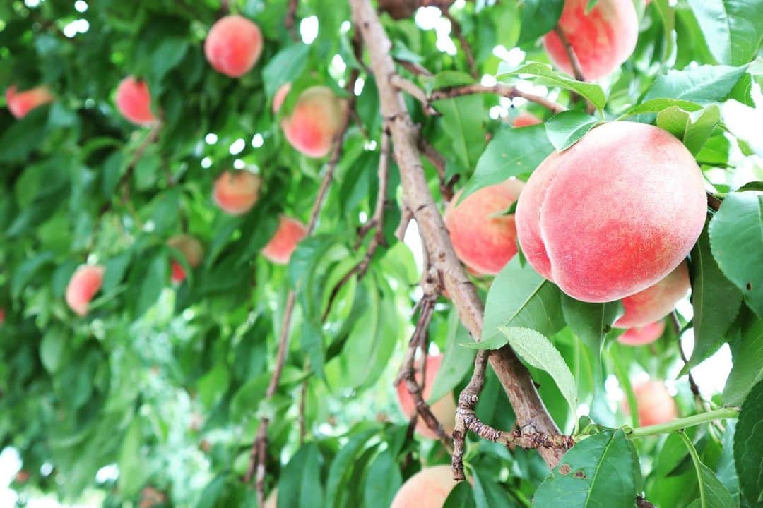 のインスタグラム：「I had a fun trip to Marusei Orchard this morning to pick my first peaches of the season! One of the owners told us all about the fruit they’re growing at the moment. The grapes won’t be ready until September or October, but they looked delicious 👀」
