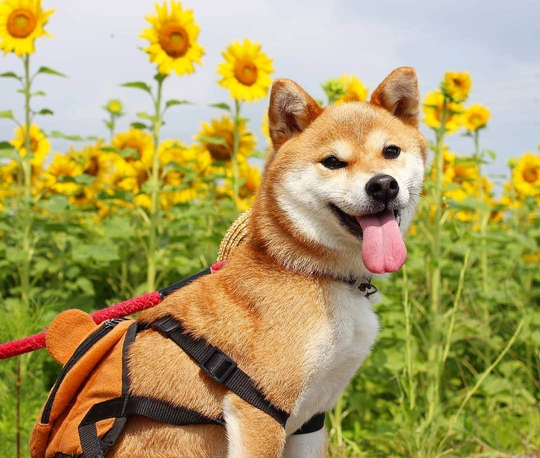 柴犬たま Shibainu Tamaのインスタグラム