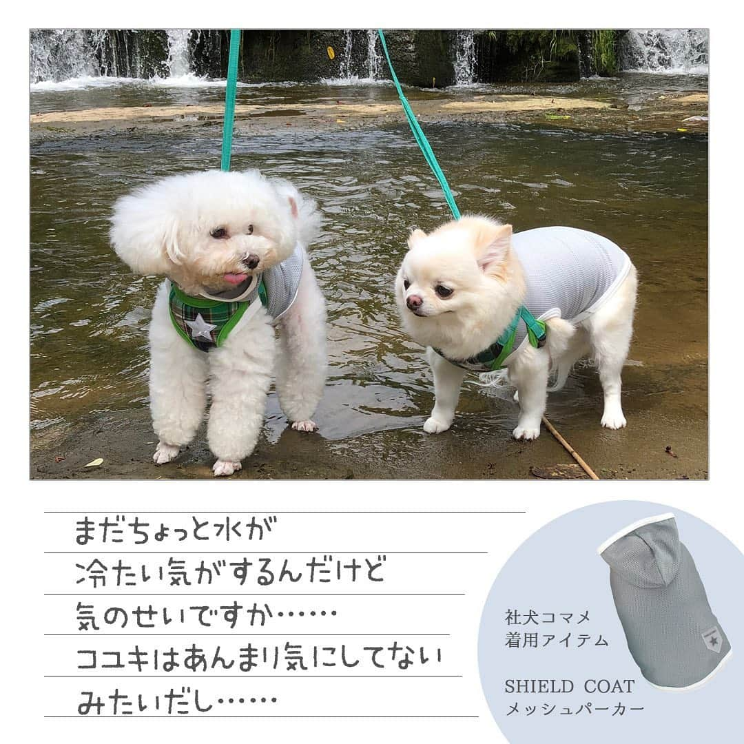 iDog&iCatさんのインスタグラム写真 - (iDog&iCatInstagram)「🍉🍨 はろー、コマメだよー。 ボクの夏休み、今年は絵日記に挑戦するよー。 ・ 今日はみんなの投票で決まった、「メッシュパーカーを着てママと水辺に行って水遊びをする」を写真に撮ってもらったから紹介するよー。 ・ これからボクの楽しい夏休みライフを定期的に更新するから、みんなチェックしてねー！ ・ #idogicat #idog #icat #看板犬コマメ #どすこい #コマメの夏休み #チワワ #いぬ #犬 #夏休み #夏休みライフ #サマーバケーション #水辺 #看板犬コユキ #プードル #シールドコート #メッシュパーカー #おでかけ」7月16日 17時30分 - idogicat