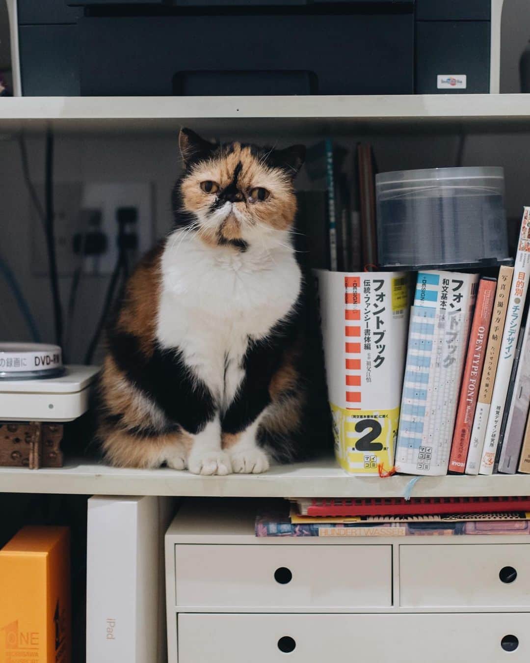 清水桜子さんのインスタグラム写真 - (清水桜子Instagram)「掃除やら工事やらの業者さんが入り乱れて仕事どころでない１日。 猫らは普段と違う環境が刺激的だったようでよござんした。猫好きな業者さんだったしね〜。」7月16日 18時07分 - sakuracos
