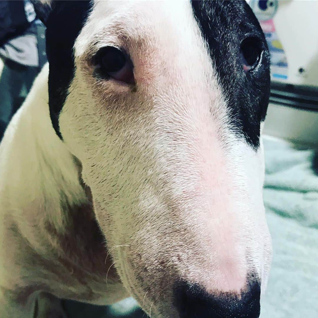 のインスタグラム：「#minituru#bull#terrier#minibullterrier#miniturubullterrier#dog#dogstagram#cute#qtaro#love#family#ミニチュア#ブルテリア#ミニチュアブルテリア#Q太郎#この#眼差しは#おねだり」