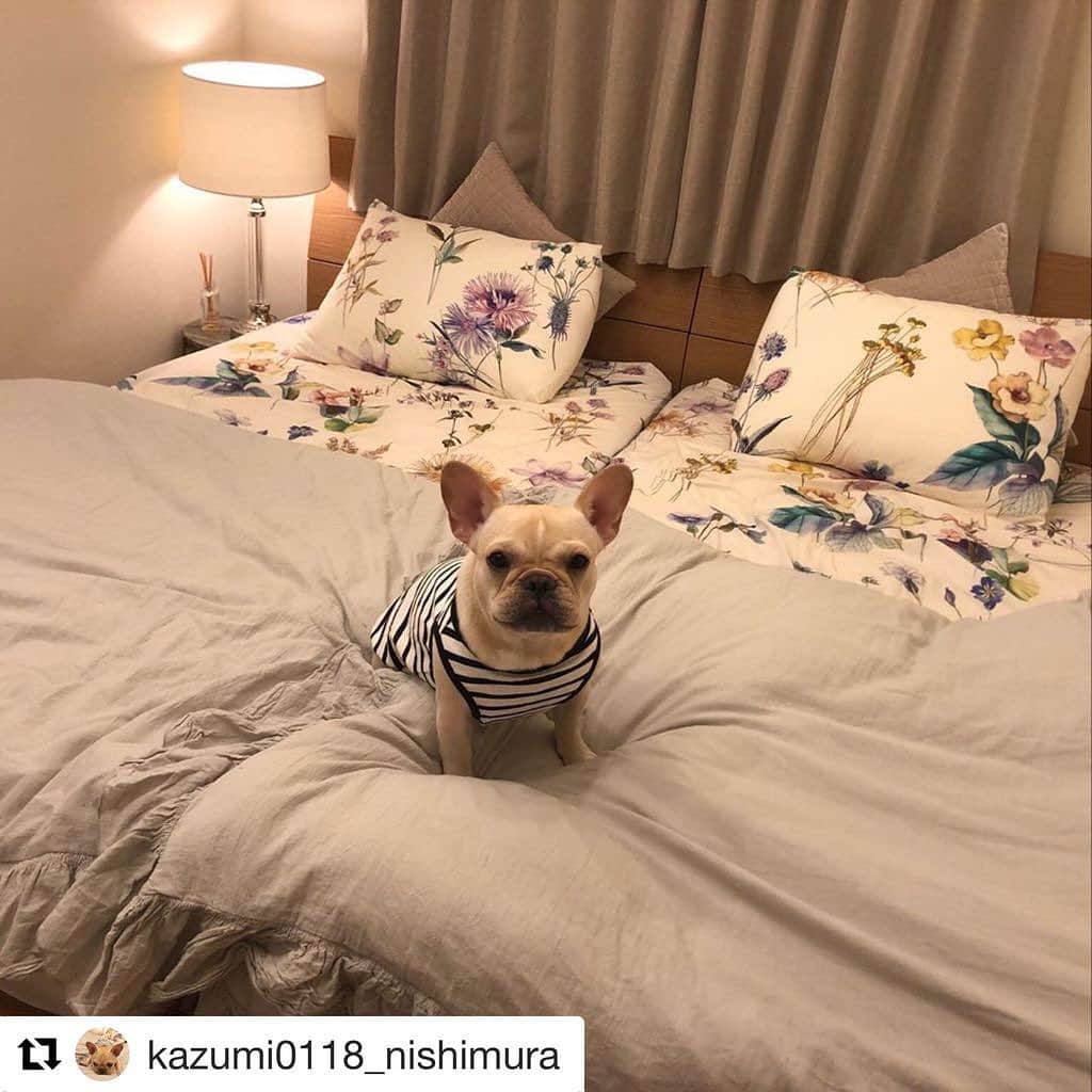 ［賃貸住宅シャーメゾン］さんのインスタグラム写真 - (［賃貸住宅シャーメゾン］Instagram)「@kazumi0118_nishimura さんのシャーメゾンのお部屋。 . お気に入りのファブリックで整えた寝室🛌柄物と無地との組み合わせがおしゃれで素敵ですね✨愛犬と一緒に、充実したおやすみタイムを過ごせそうです💕 . #repost #シャーメゾン #シャーメゾンのお部屋 #積水ハウス #実例 #インテリア #スタイリング #シンプル #ベッドルーム #間接照明 #styling #simple #relax #luxuary #interiordesign #bedroom #walllamp #bedclothes #homedecor #livestagrammer #roomclip #instahome」7月16日 18時15分 - styling_shamaison