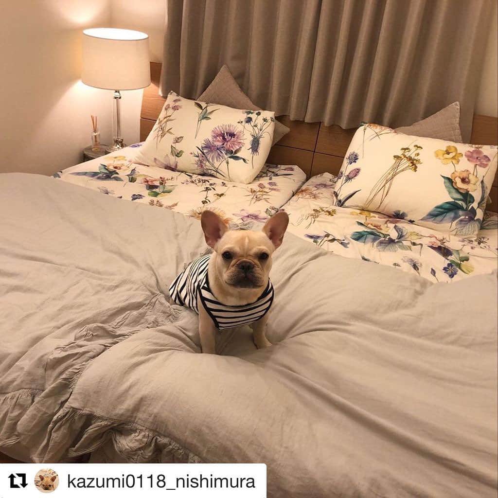 ［賃貸住宅シャーメゾン］のインスタグラム