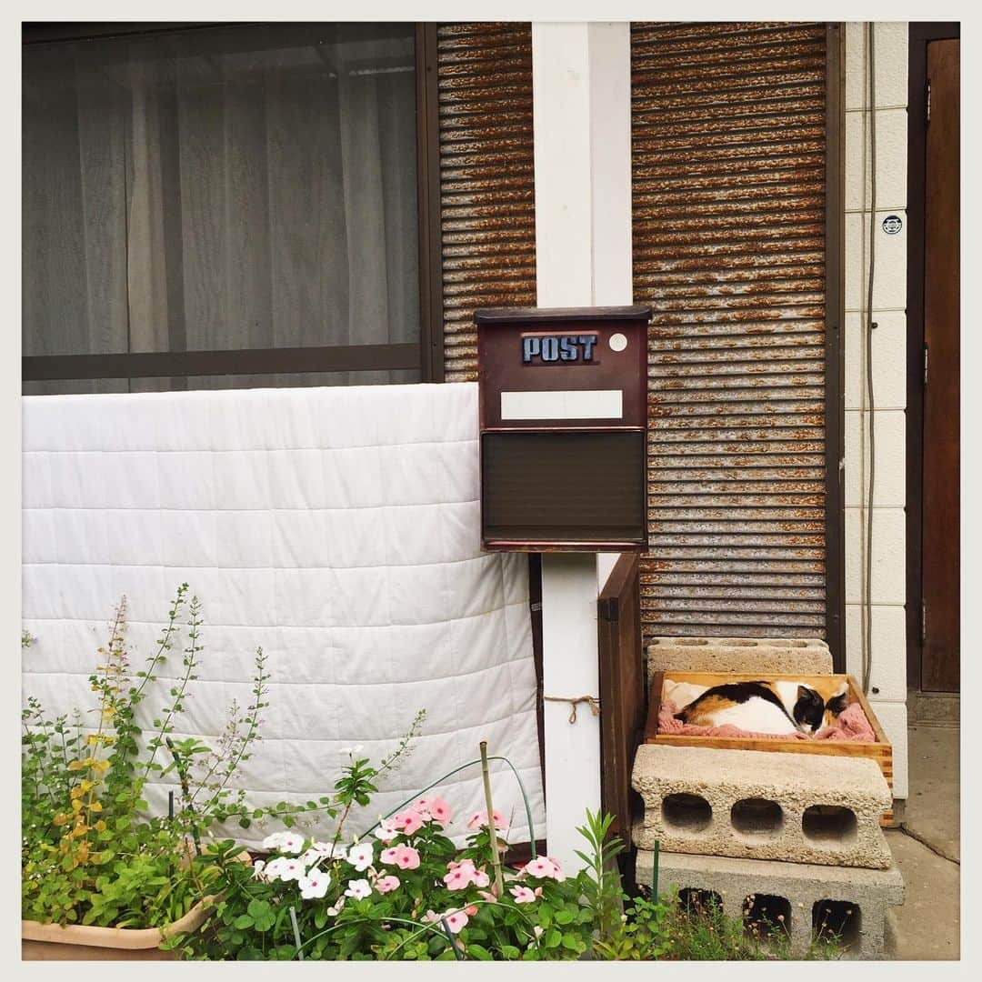 kumikoさんのインスタグラム写真 - (kumikoInstagram)「雨音聞きながらグッスリな三毛。」7月16日 18時26分 - makudeco