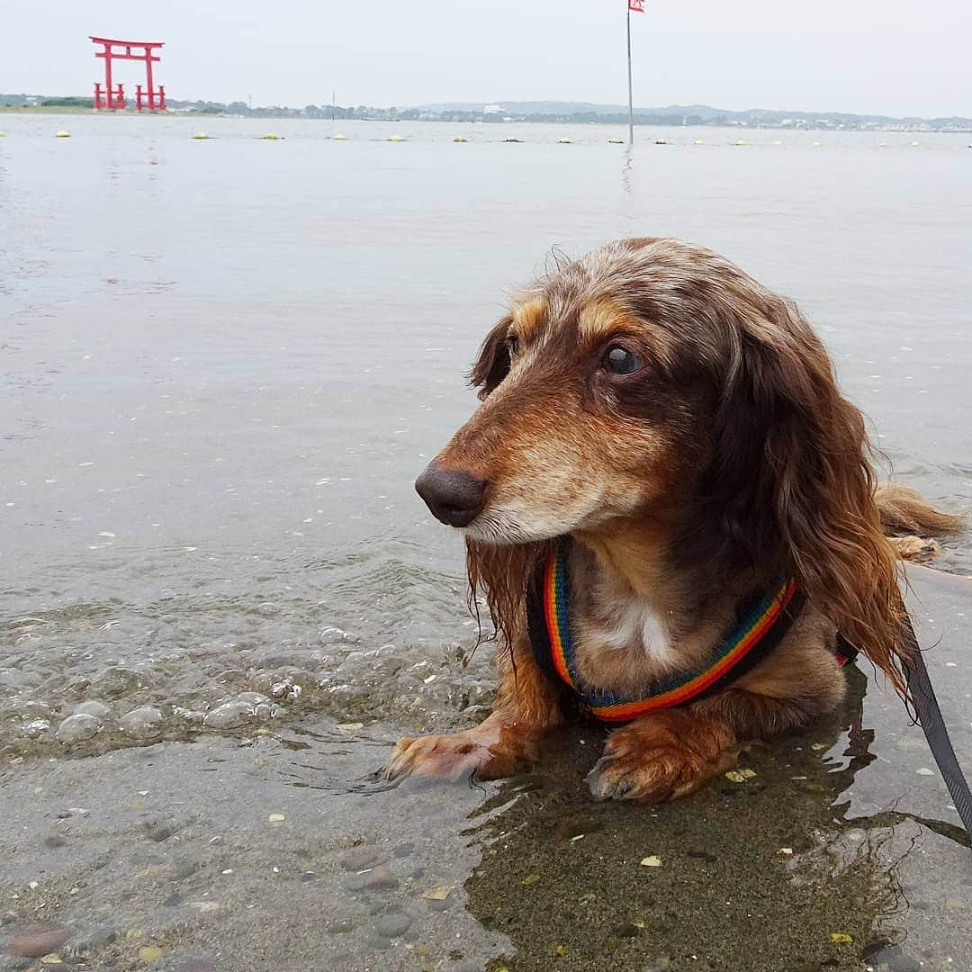 Erikaさんのインスタグラム写真 - (ErikaInstagram)「『弁天島おんちぇん、ちゃいこうとよ🎵』 . . だから、温泉じゃねーから。 このくつろぎっぷりよ・・・😅 . . @erika__1110 かーちゃん別アカウント 🌿とか🍶とかね。 . #弁天島海浜公園 #水が好き #マッタリ . ・････━━━━━━━━━━━････・ #ダックスフンド #ダックス #ミニチュアダックス #チョコダップル #dachshund #dachs #dog #dogstagram  #instadog #犬 #一人と一匹 #お留守番犬 #留守番犬 #短足部 #犬バカ部 #お留守番犬ホッピーの日々 #犬のいる暮らし #いぬすたぐらむ #シニア犬  #犬との生活 #pecoいぬ部 #犬と暮らす #2004年組 #14歳 #🐾 #🐶 ・････━━━━━━━━━━━････・」7月16日 18時26分 - erika_hoppy