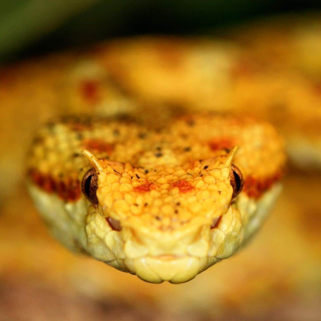 タロンガ動物園さんのインスタグラム写真 - (タロンガ動物園Instagram)「In celebration of World Snake Day 🐍we are asking you to identify what snake is pictured above!  Hint- I am usually found in the tropical jungles, cloud forests and mountain forests of Central America and the northern parts of South America! I come in a wide variety of colours, including yellow, red, brown, green or pink and I have pits in front of my eyes which you can see in this sensational photo of myself! These are actually heat sensitive organs that allow me to detect body heat that is given off by prey!  #WorldSnakeDay #ForTheWild」7月16日 18時30分 - tarongazoo