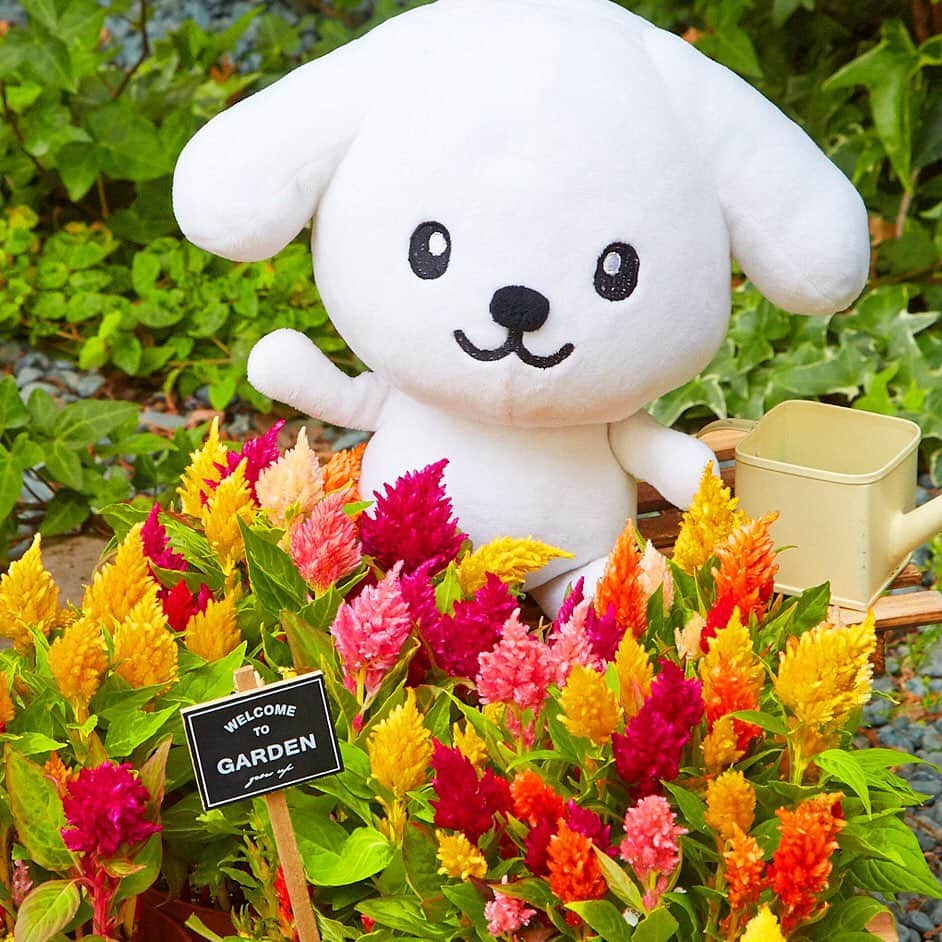 のインスタグラム：「お庭でケイトウを育ててるんだ #ニワトリのトサカに似てるから #ケイトウって言うんだよ #色とりどりでかわいいね」