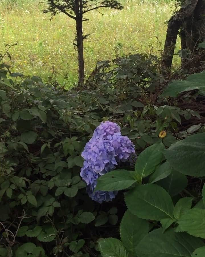 チックンとプーちゃんのふるさと? From Japan??のインスタグラム