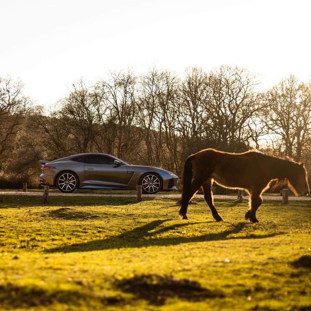 Jaguarさんのインスタグラム写真 - (JaguarInstagram)「You're allowed more than one spirit animal.  #JaguarJourneys #Jaguar #FTYPE #SVR #SV #SpecialVehicleOperations #Luxury #Performance #SportsCar #SuperCar #InstaDesign #InstaCar #CarsofInstagram #England #UK」7月16日 18時39分 - jaguar