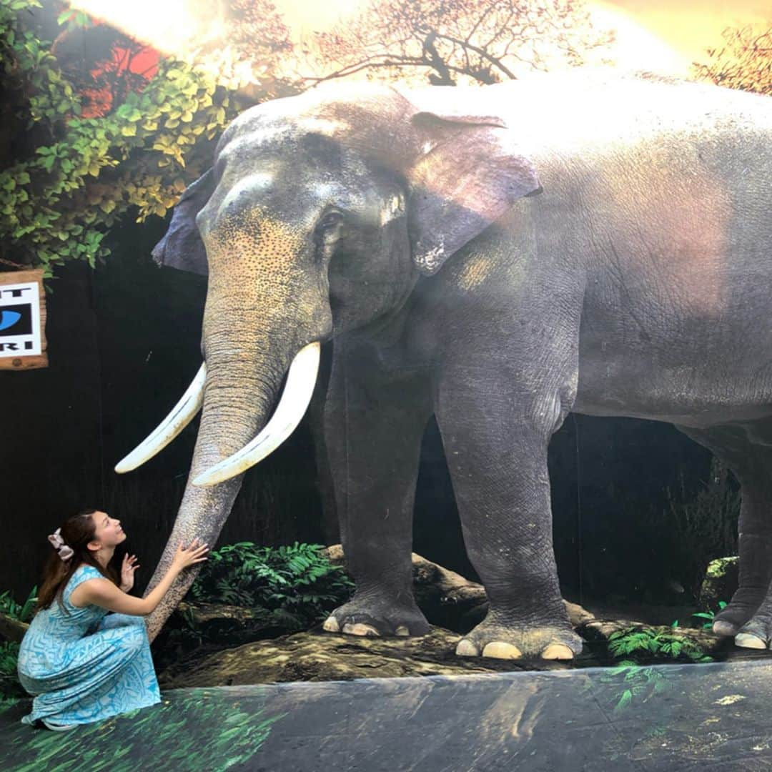 市原彩花さんのインスタグラム写真 - (市原彩花Instagram)「Night Safari🐊🦁🐘🌝‼ . シンガポールの定番の観光スポット、#ナイトサファリ にベルトラ @veltra_official のオプショナルツアーで行って来たよ😆‼️ 日中は寝てる事が多い夜行性の動物達の夜の姿を日本語トラムに乗って見学出来るの😆 めちゃくちゃ人気の場所なので人がたくさん居たけど、このツアーなら並ばずに乗れて、アニマルショーも席が確保されてるのでゆっくり見れるよ🐅 見学中は暗くてはっきりは見えないから、日本語の解説が本当にありがたい✨ 写真やムービーだと全く映らないけど（途中の動画は多分カバw）肉眼だとリアルな動物達がたくさん見えるから、じっくり観察してみて〜😊 #シンガポール#singapore#シンガポール旅行#nightsafari#ワニ#crocodile#ライオン#lion#キリン#giraffes#象#elephant#孔雀#シンガポール動物園#singaporezoo#ベルトラ#veltra . 私たちは食事無しの片道送迎のリーズナブルなツアーにしたよ🙆‍♀️ 食事付きだとビュッフェでいろいろ食べれて、食事無しでもフードコートやお土産屋さんがたくさんあるから、始まるまでブラブラ撮影しながら過ごしたよ😊 隣のシンガポール動物園の入り口行ったら、抜け出した！？クジャクや猿が屋根に🤣 帰りもタクシースタンドがあるよ🙆‍♀️ もちろん安心な送迎付きプランもあるし、好みに合わせてツアーを申し込めるのがとても良いと思った☺️ お土産も可愛いし、動物好きな人はぜひ行ってみて〜❣️ #ベルトラ公認旅レポーター#tabirepo」7月16日 18時44分 - ayaka_ichihara