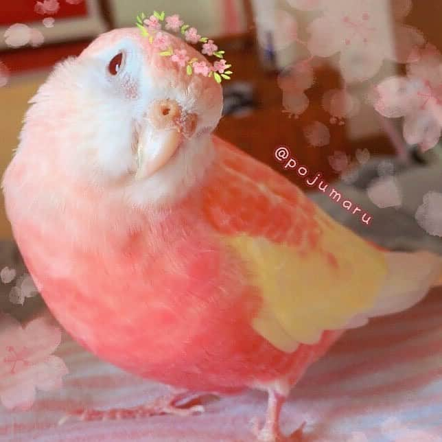 9GAGさんのインスタグラム写真 - (9GAGInstagram)「Peachy birb By @pojumaru - #bird #peach #birb」7月16日 18時55分 - 9gag