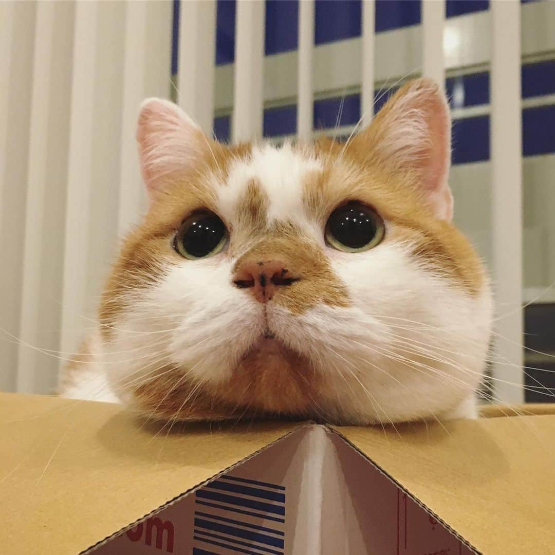 ミツバ&フックのインスタグラム：「かわいーじゃん #ilovecat」