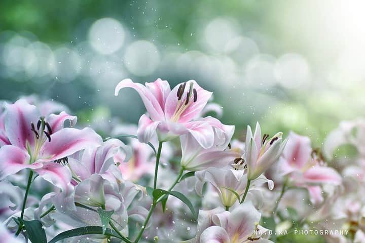 花の写真館さんのインスタグラム写真 - (花の写真館Instagram)「Photo by @na.o.ka.⠀ https://instagram.com/na.o.ka/⠀ .⠀ Original Post[投稿頂いたURL]⠀ https://www.instagram.com/p/BWoG7OcF7rA/⠀ .⠀ 本アカウントは、 #私の花の写真 をつけてInstagramに投稿された皆さまの花の写真や、「花の写真館」Facebookページで投稿された花の写真を紹介します。⠀ 「花の写真館」Facebookページは、「 @floral.photograph 」のプロフィールにあるURLからご覧ください。⠀ .⠀ #花の写真館 #floralphotograph #floralphoto #flower #flowers #富士フイルム #FUJIFILM⠀ Follow: @floral.photograph」7月16日 19時30分 - floral.photograph